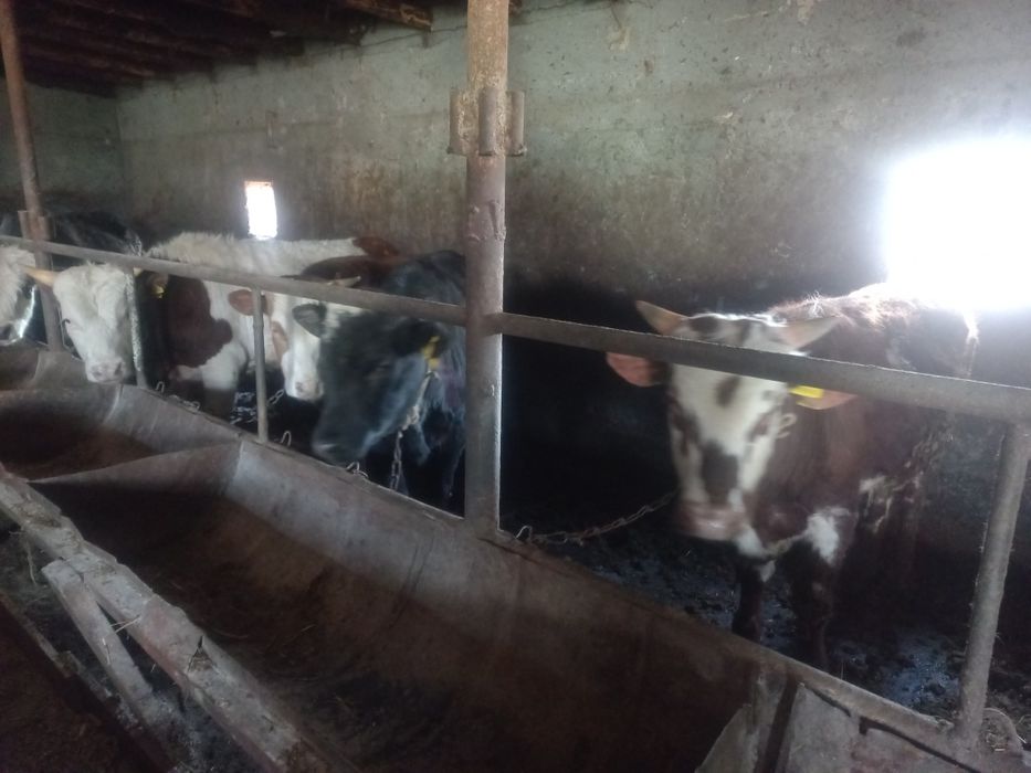 Откорм Бұқалар Сатылады 5 Бас