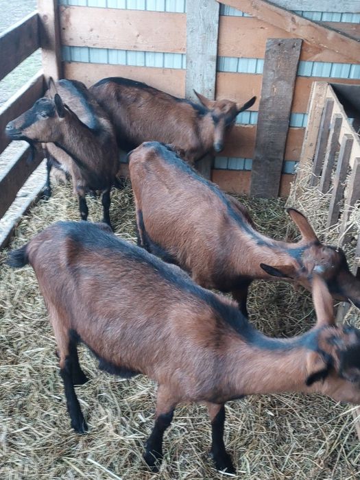 Vând capre alpine franceze gestante