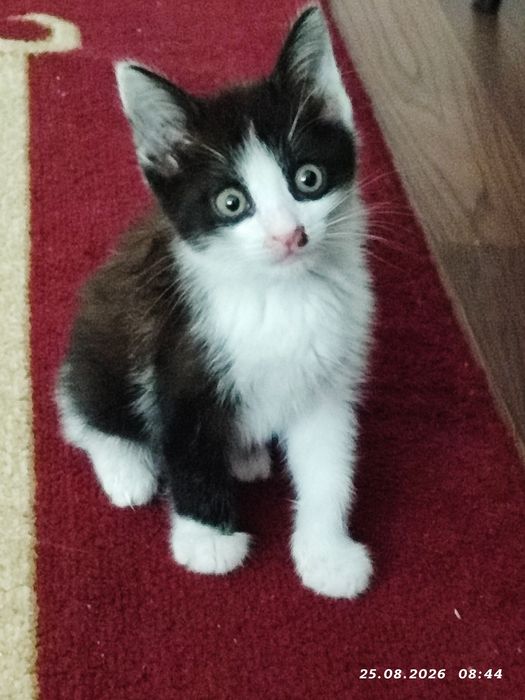 Отдам котёнка , мальчик