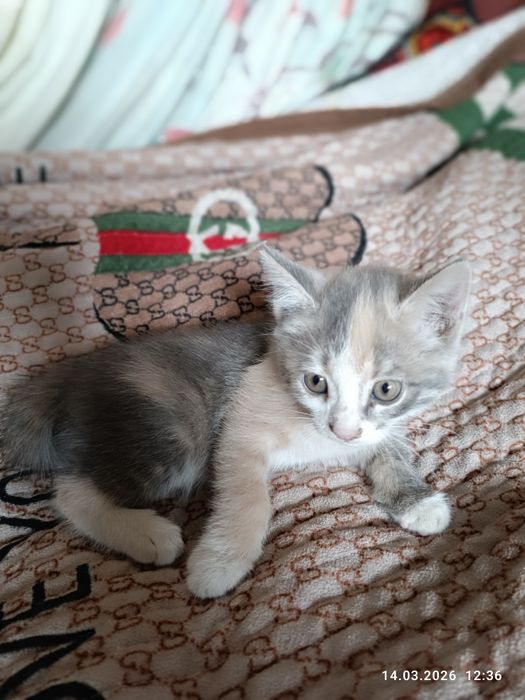 Котята ,продаем в хорошие руки