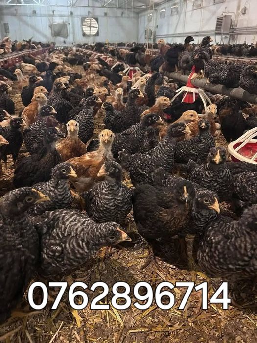 0762896714 pui de carne și rasă  mixta 
PUI