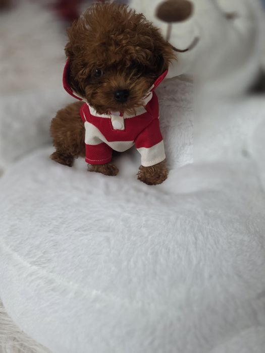 Пудел той с родословие/всички ваксини