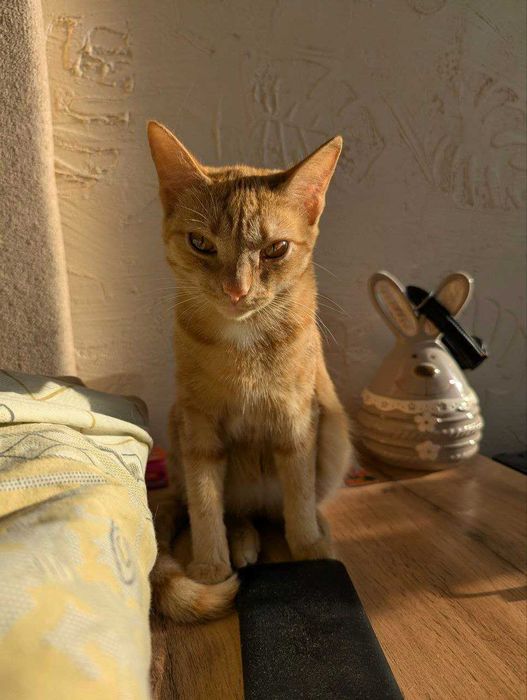 Отдам рыжую кошечку