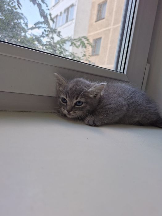 Котята ,бесплатно