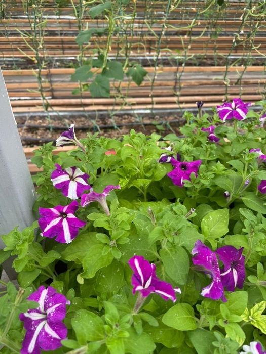 Петуния. Голландиялық сорт