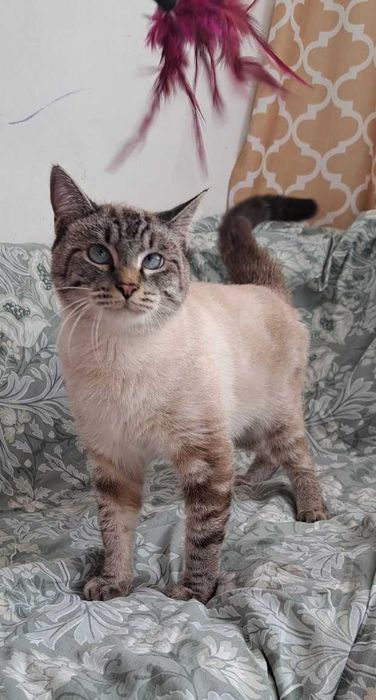 Ласковый котик ищет дом