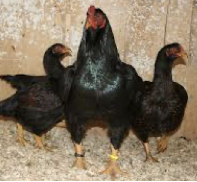 Familii gaini de rasa mare wiandotte combatant, brahma cochinchina