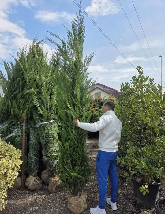 Vând tuia leylandii chiparos la oferta 100 lei buc livrare gratuita
