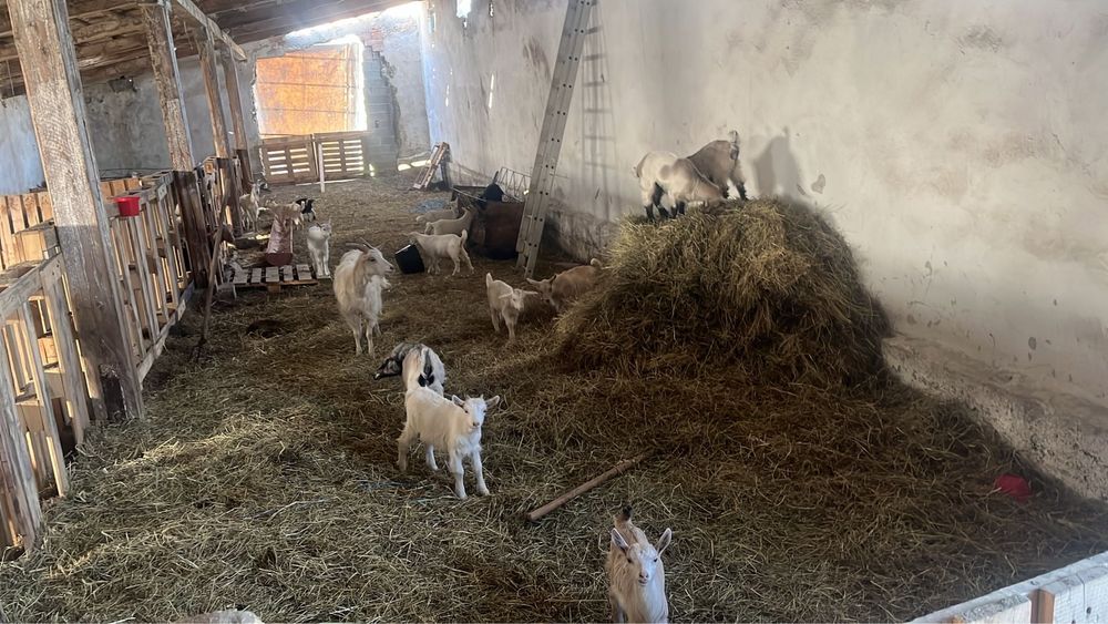 Capre Saanen, iezi, de vanzare