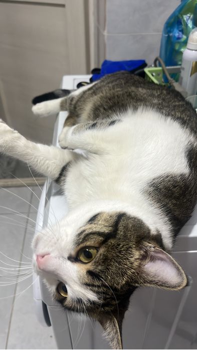 Кот, Кастрирован, полностью домашний.