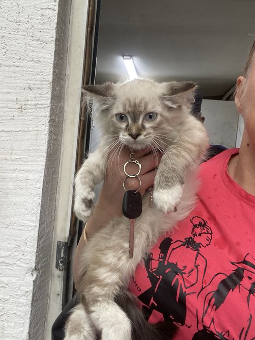 Отдам котят, сиамские, пушистые, 3 мес