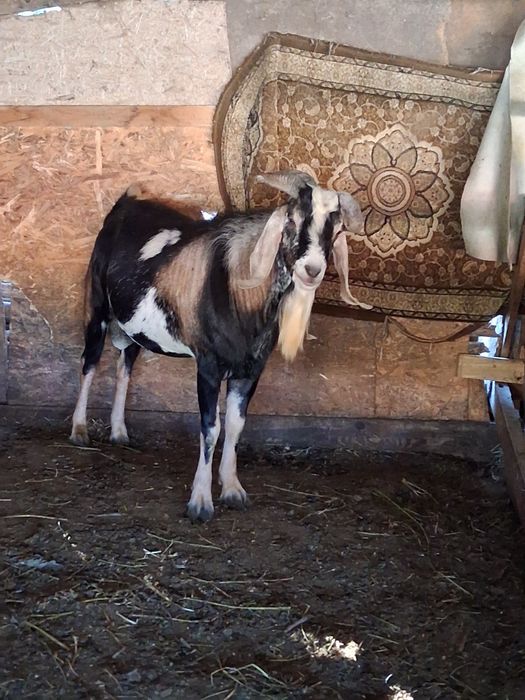 Vând țap anglonubian