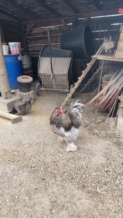 Ouă de la găini  Brahma pentru incubat