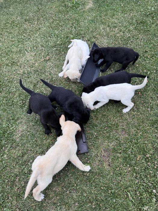 Labradori catei pui