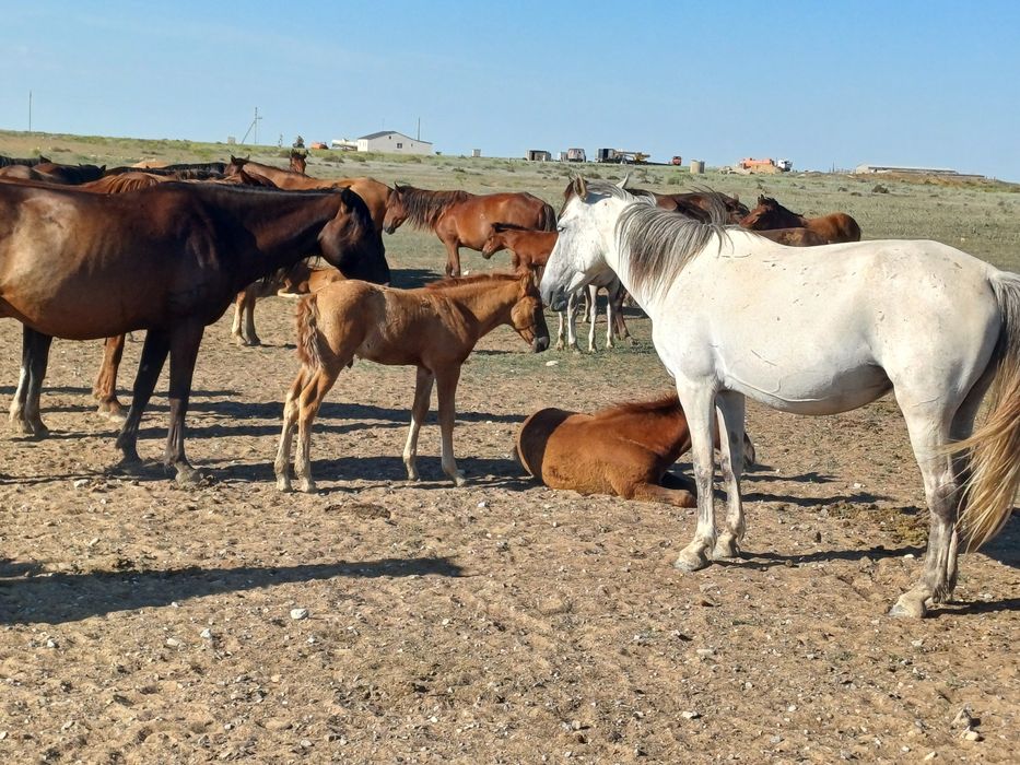 Бие ургашы жабагысымен