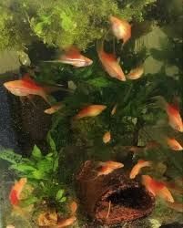 Xipho ananas - maturi