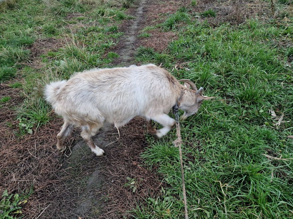 Capra de lapte gestanta
