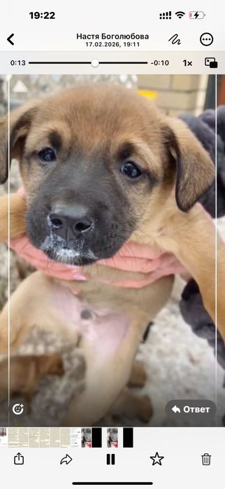 Дарю щенят дворняги