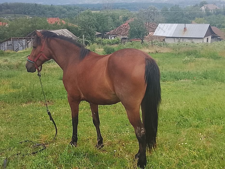 Vând mânză de 2 ani și 8 luni