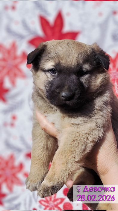Щенки (метисы кавказской овчарки и некрупного алабая)