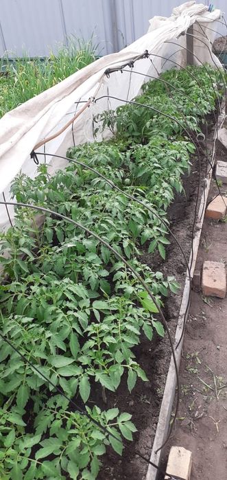 Продам рассаду томатов