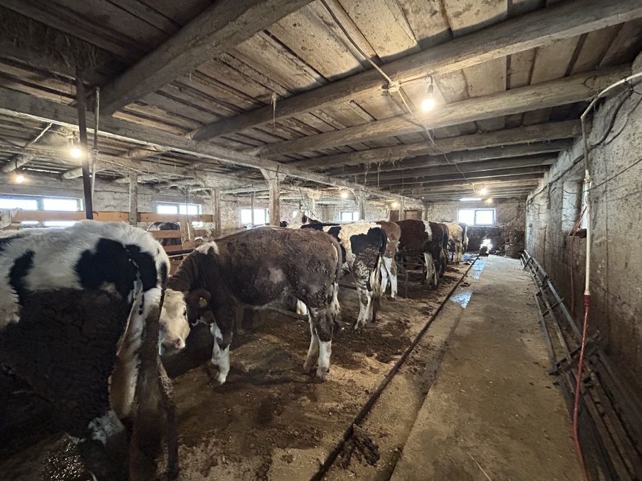 Vand vitele si un tauras