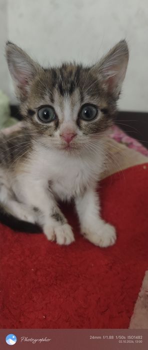 Девочки котята  мальчик возраст 1 мес