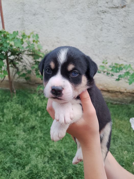 Adoption Căini...