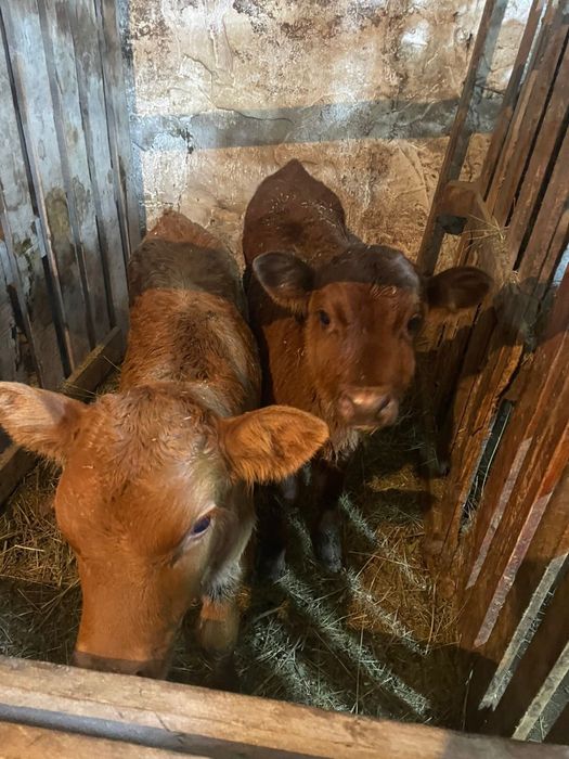 Недельные телята