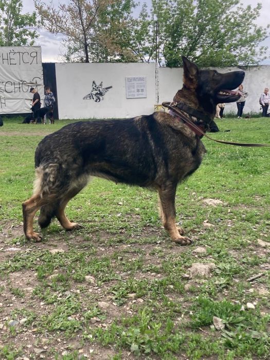 Немецкая овчарка