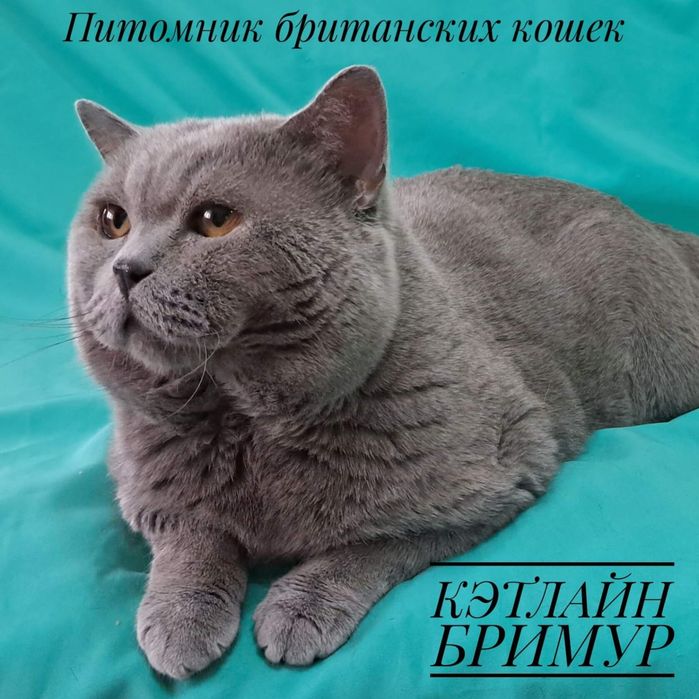 Британские котята. Пиномник.