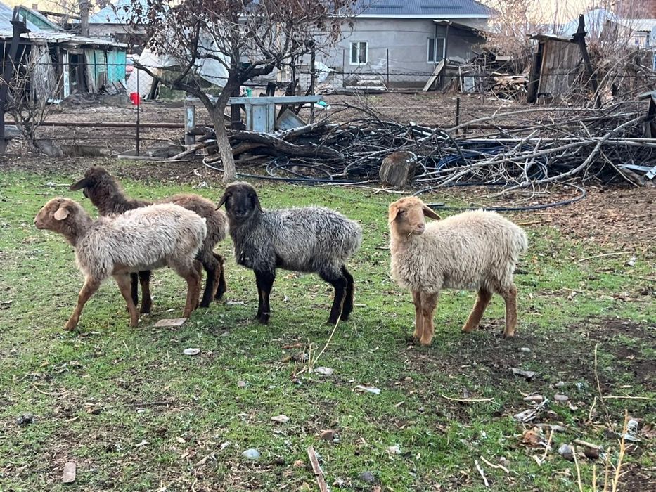 Продам токты жырны