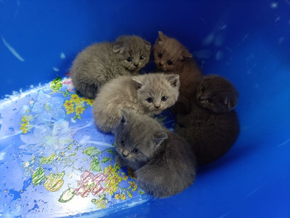 Скотиш страйт мальчик от правильной вязки