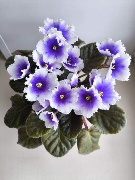 Сортовые комнатные фиалки