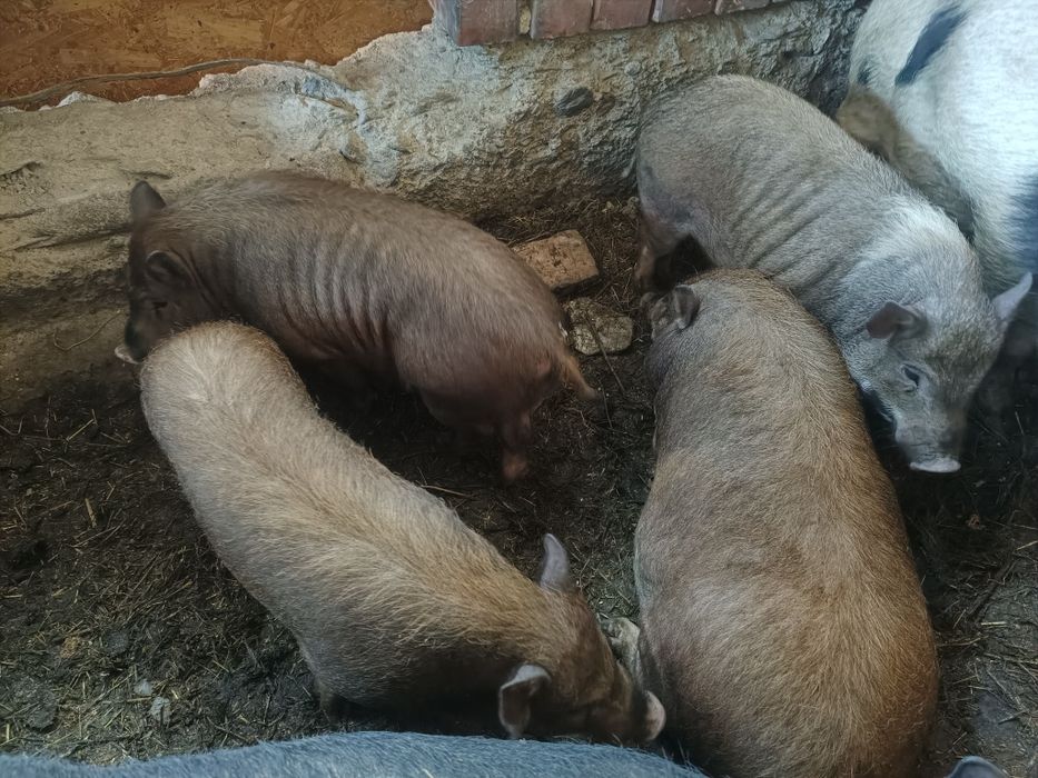 Boboci de gâscă..