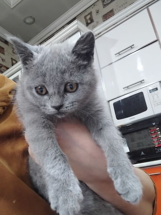 Скотиш страдает  сотилади