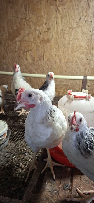 Продам петушков!