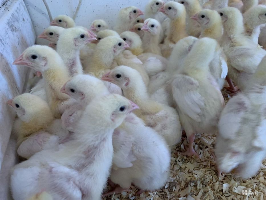 Цыплята бройлеры