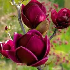 Magnolia black tulip