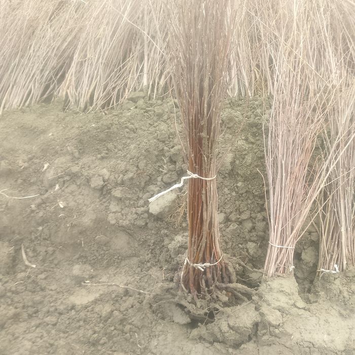 Gizilla 6 payvandtaglar sotuvda mavjud