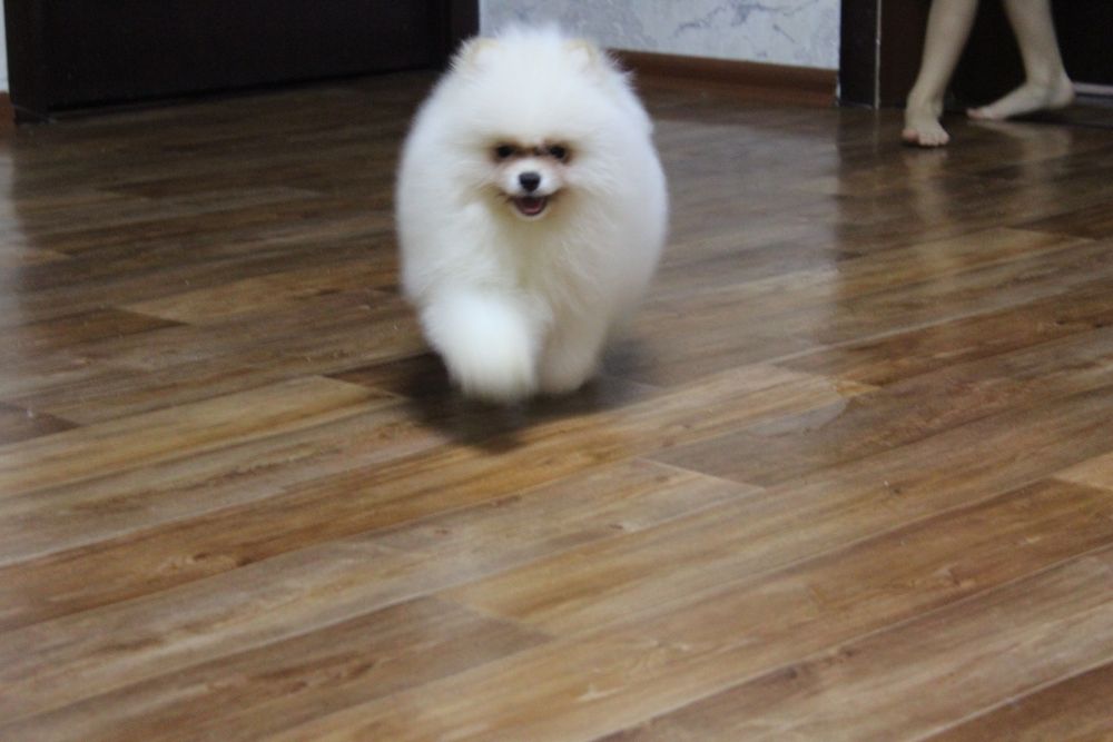 Щенки мини шпиц мальчики