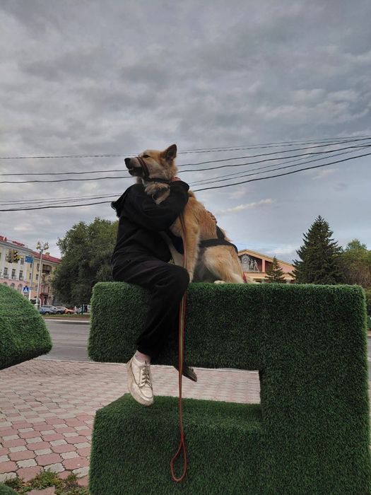 Собака бесплатно