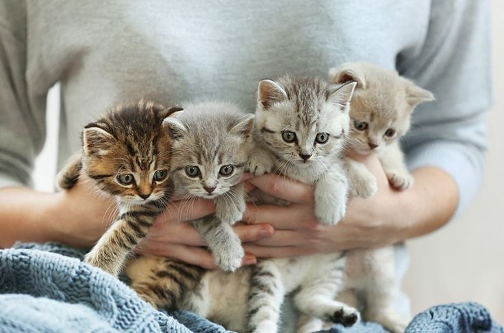 Шотландские КотоМилахи!