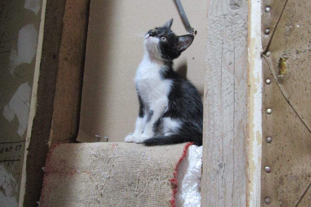 Adopție pisicuțe