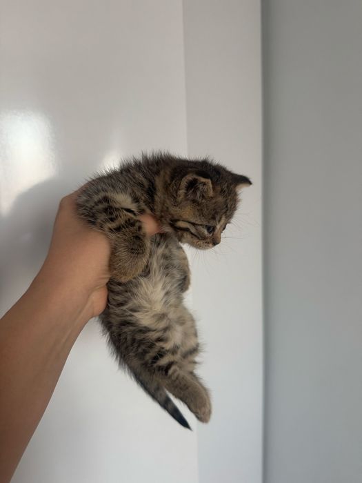 Котёнок ищет любящую семью