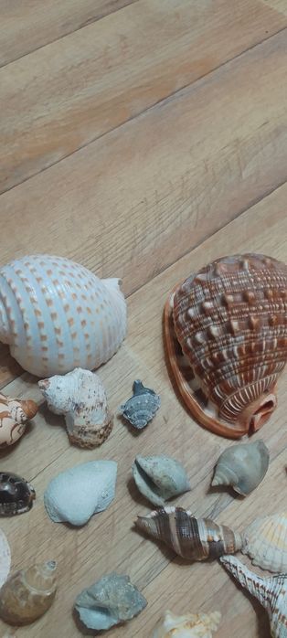 Ракушки для аквариума