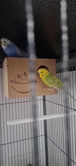 Colivie si o pereche de peruși