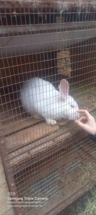 30 tacha har xil quyonla bor arzon narxda