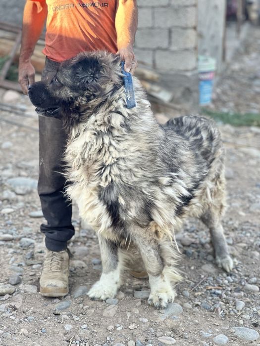 Кавказская овчарка