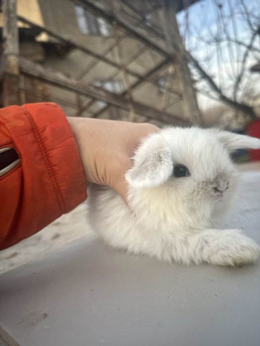 Кролики декоративные карликовые